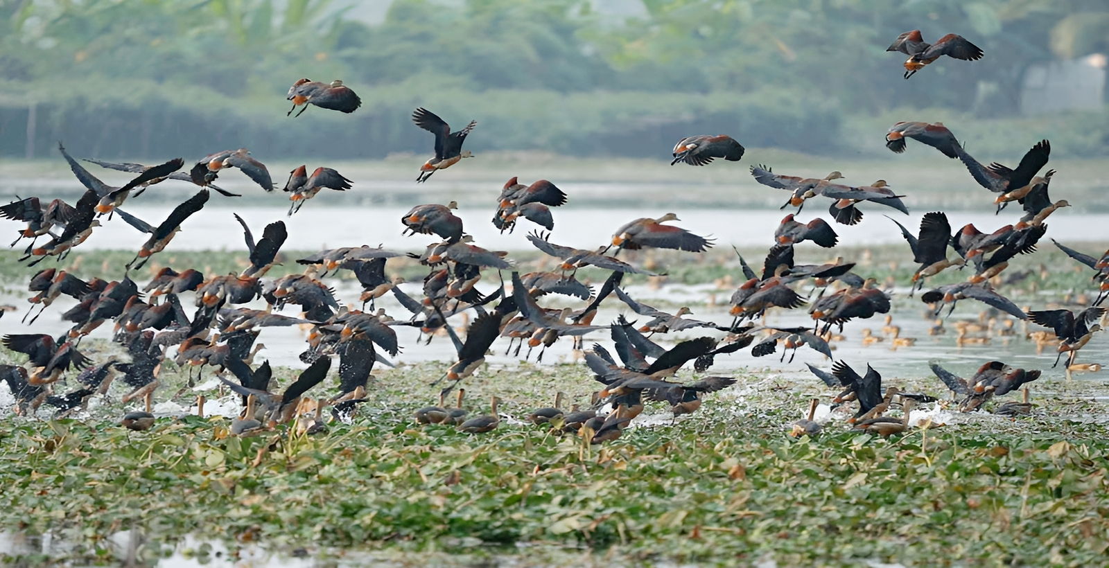 NSTU: A Migratory Bird Sanctuary